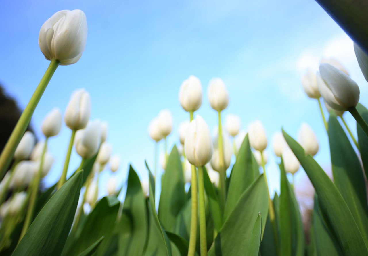 [White tulip]